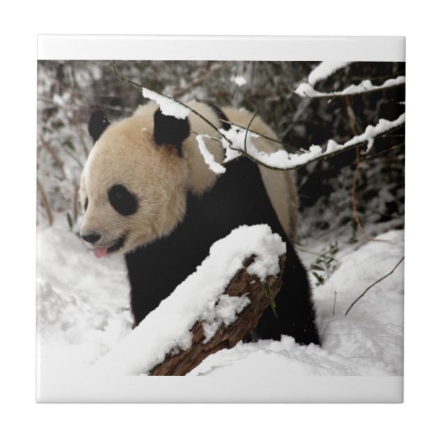 Azulejo Oso Panda (Frente)
