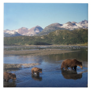 Azulejo Oso pardo, oso grizzly, cerda y crías en