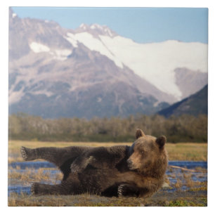 Azulejo Oso pardo, oso grizzly estirándose de espaldas