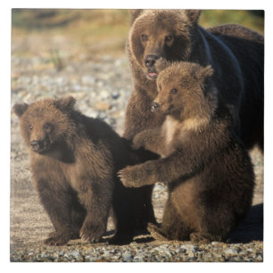 Azulejo Oso pardo, oso grizzly, osa con crías en la costa