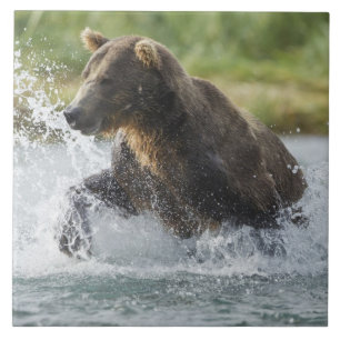 Azulejo Oso pardo persiguiendo salmón en el río