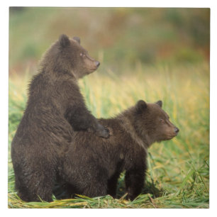 Azulejo oso pardo, Ursus arctos, oso grizzly, Ursus 2