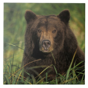 Azulejo oso pardo, Ursus arctos, oso grizzly, Ursus 9