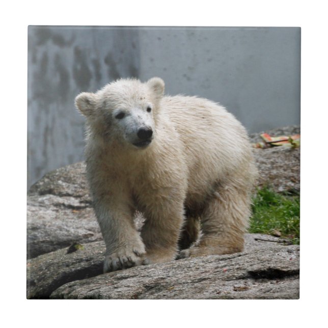 Azulejo Oso polar 010 (Frente)