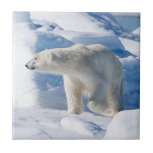 Azulejo Oso polar macho joven