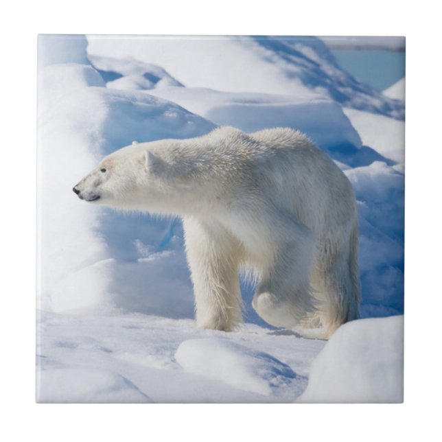 Azulejo Oso polar macho joven (Frente)