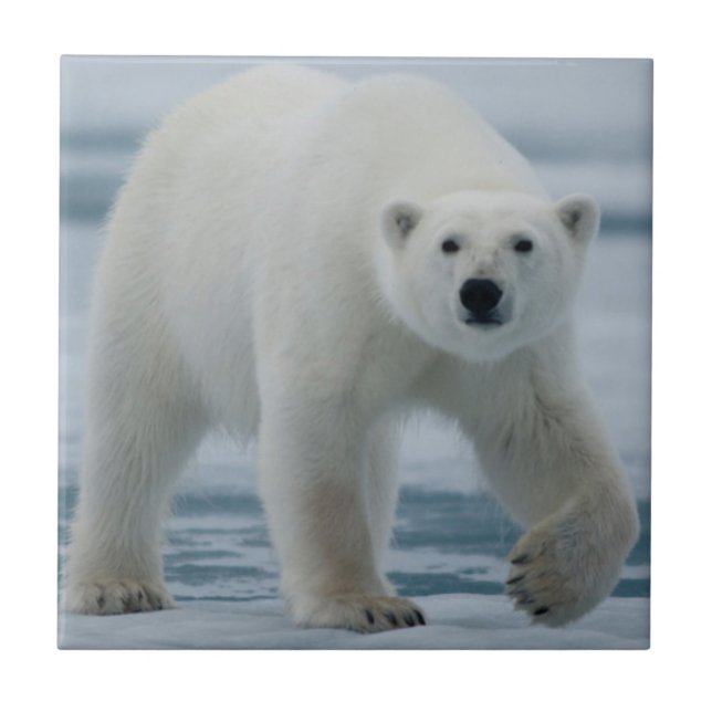 Azulejo Oso polar, Ursus Maritimus, adulto (Frente)
