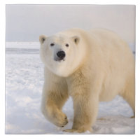 oso polar, Ursus maritimus, en hielo y nieve, 2