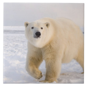 Azulejo oso polar, Ursus maritimus, en hielo y nieve, 2