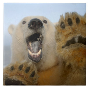 Azulejo oso polar, Ursus maritimus, mira con curiosidad