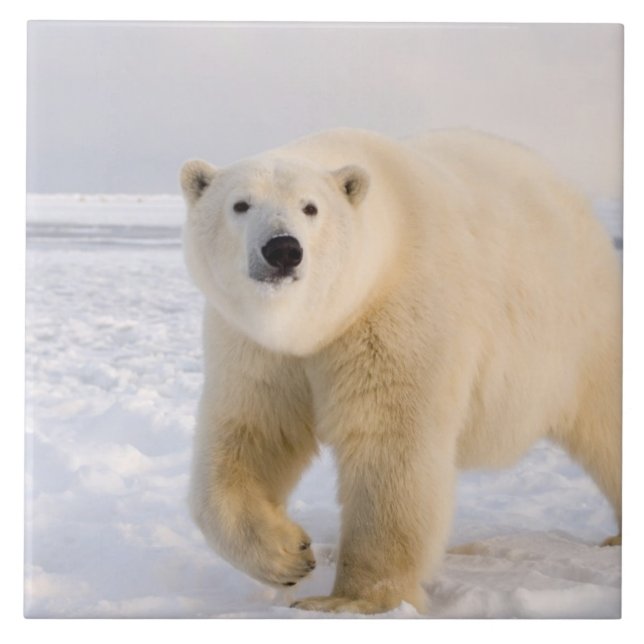 Azulejo oso polar, Ursus maritimus, sobre hielo y nieve, 2 (Frente)