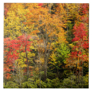 Azulejo Otoño en Sims Pond North Carolina, Blue Ridge