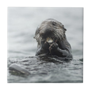 Azulejo Otter marino adorable