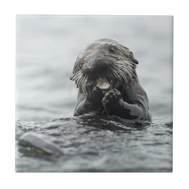 Azulejo Otter marino adorable (Frente)
