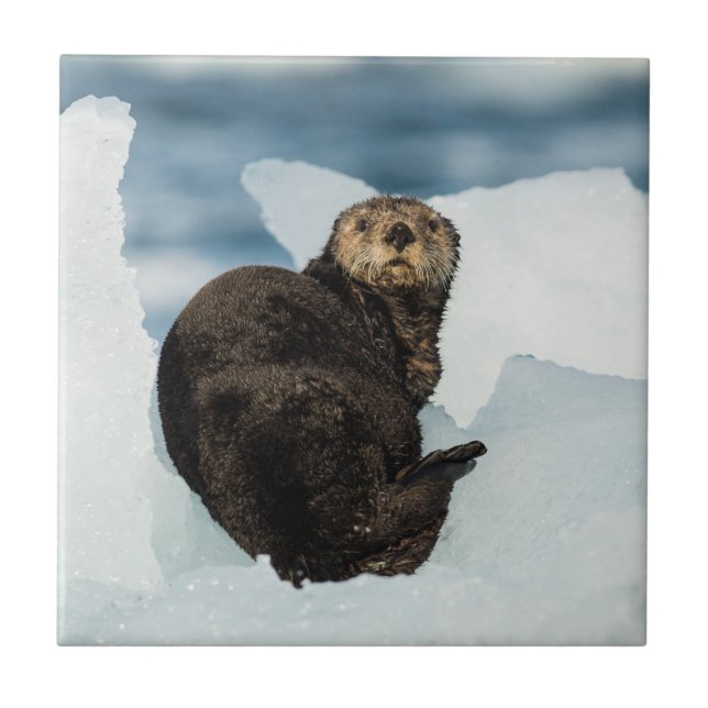 Azulejo Otter marino de reposo (Frente)