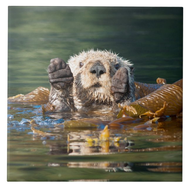 Azulejo Otter Sea Otter (Frente)
