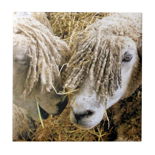 AZULEJO OVEJAS (Frente)