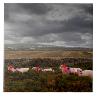 Azulejo Ovejas coloreadas