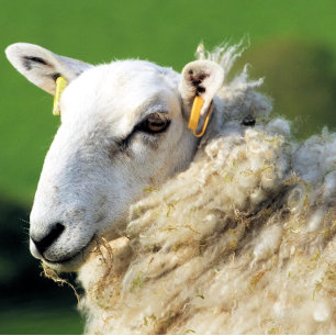 AZULEJO OVEJAS CUIDADAS