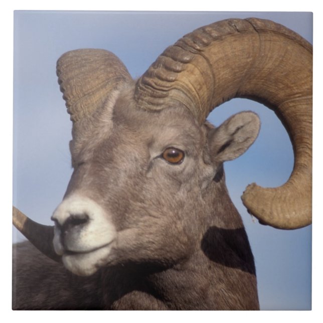 Azulejo ovejas de cuerno grande, ovejas de montaña, Ovis c (Frente)