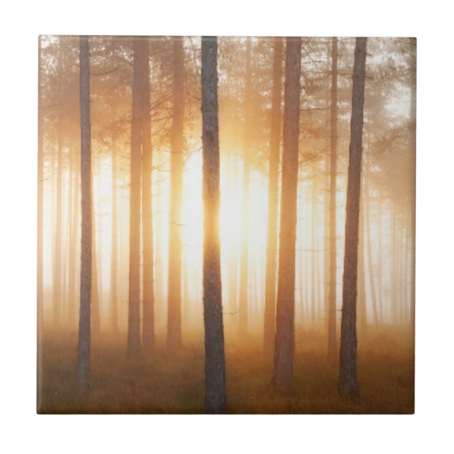 Azulejo Paisaje del bosque del pino (Frente)