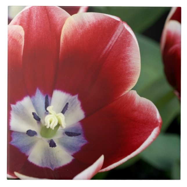 Azulejo Países Bajos (alias Holanda), Lisse. Keukenhof 3 (Frente)