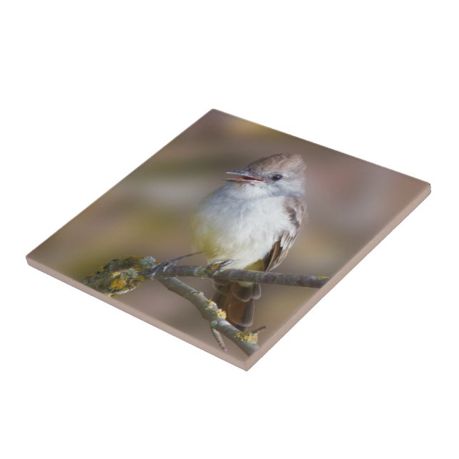 Azulejo Pajarito con picante de ceniza en rama (Lado)