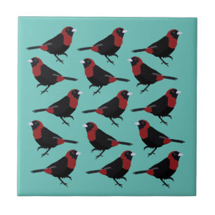 Azulejo Pajarito de Tanager, con collaría de Crimson rojo