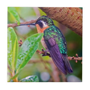 Azulejo Pájaro de Costa Rica - Colibrí de garganta ígnea