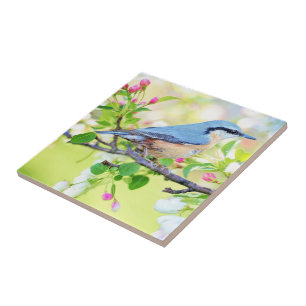 Azulejo Pájaro de primavera - Hermoso