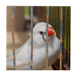 Azulejo Pájaro finco de cebra blanca en jaula