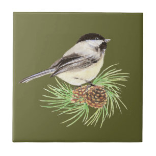 Azulejo Pájaro lindo del Chickadee, naturaleza, fauna,