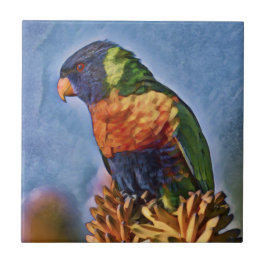 Azulejo Pájaro lorikeet parrot