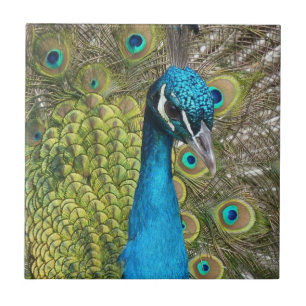 Azulejo Pájaro pavo real con hermosas plumas