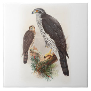 Azulejo Pájaros de Juan Gould del azor de la fauna de Gra