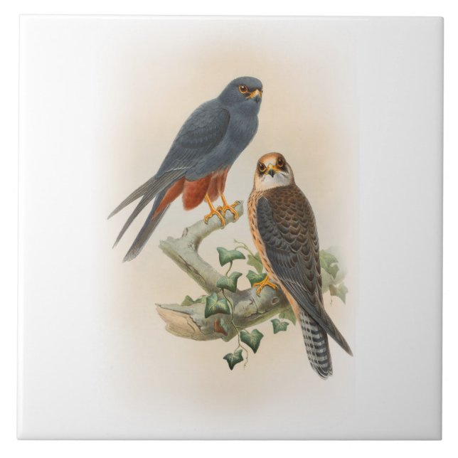 Azulejo pájaros Naranja-legged de Gould del halcón de la (Frente)