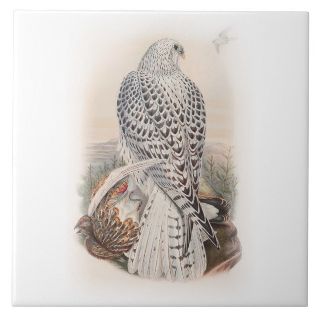 Azulejo Pájaros oscuros jovenes del halcón de Groenlandia (Frente)