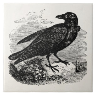 Azulejo Pájaros personalizados cuervo del pájaro del negro