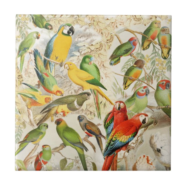 Azulejo Pájaros tropicales de color (Frente)