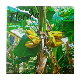 Azulejo Palm Tree Tropical Banana St Augustine Florida