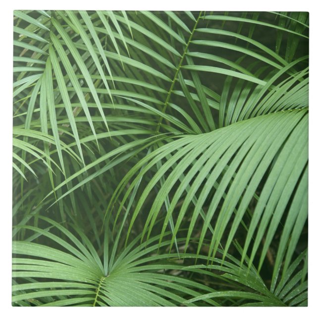 Azulejo Palm Verde deja a la naturaleza tema botánico (Frente)