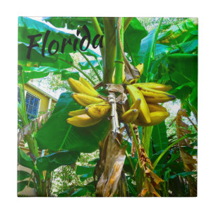 Azulejo Palmera tropical St Augustine la Florida del