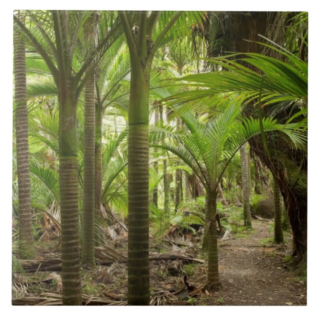 Azulejo Palmeras Nikau, Heaphy Track, cerca de Karamea, (Frente)