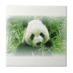 Azulejo Panda