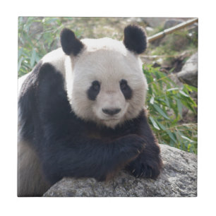 Azulejo Panda Gigante amistoso