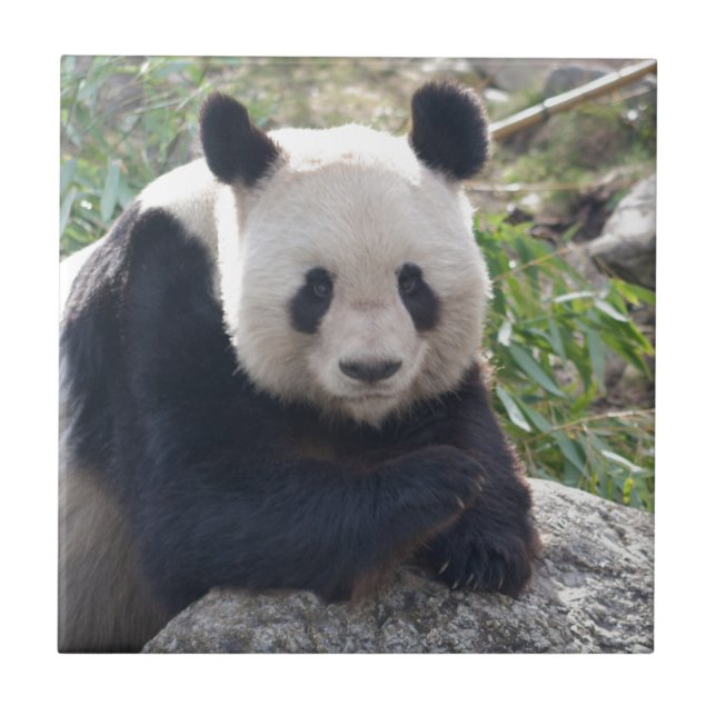 Azulejo Panda Gigante amistoso (Frente)