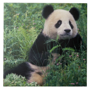 Azulejo Panda gigante en la hierba, Valle Wolong, Sichuan