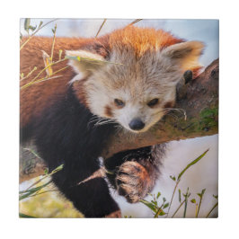 Azulejo Panda rojiza perezosa