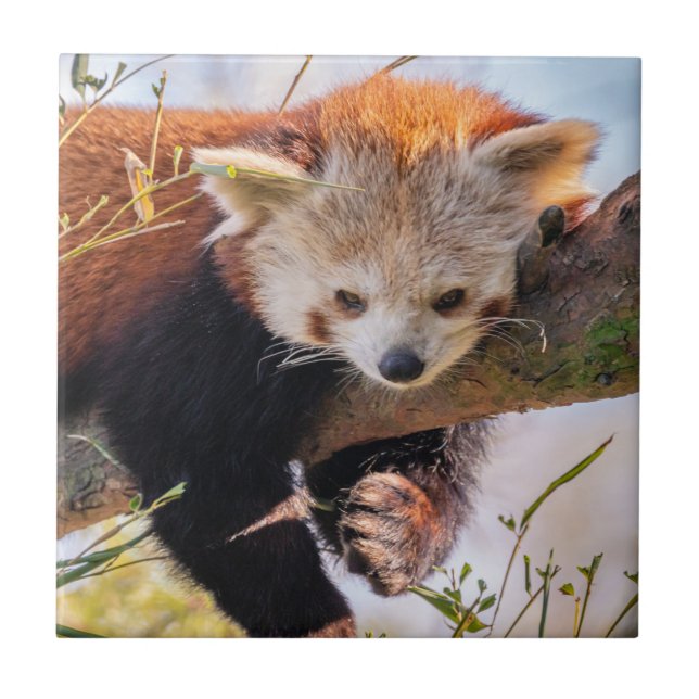 Azulejo Panda rojiza perezosa (Frente)