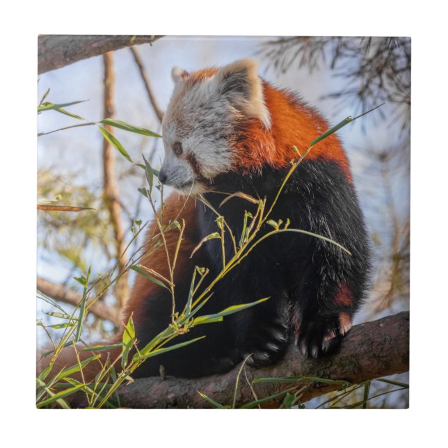 Azulejo Panda rojo (Frente)